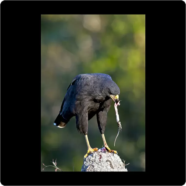 Great black hawk feeding