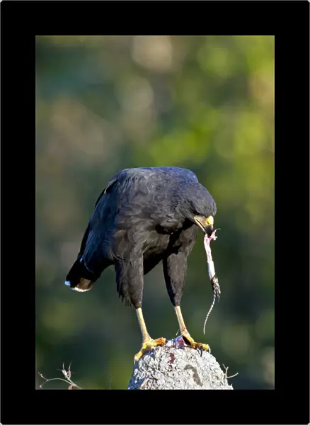 Great black hawk feeding