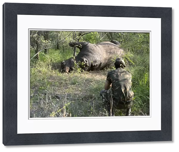 White rhinoceros killed by poachers C015  /  0658