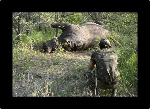 White rhinoceros killed by poachers C015  /  0658