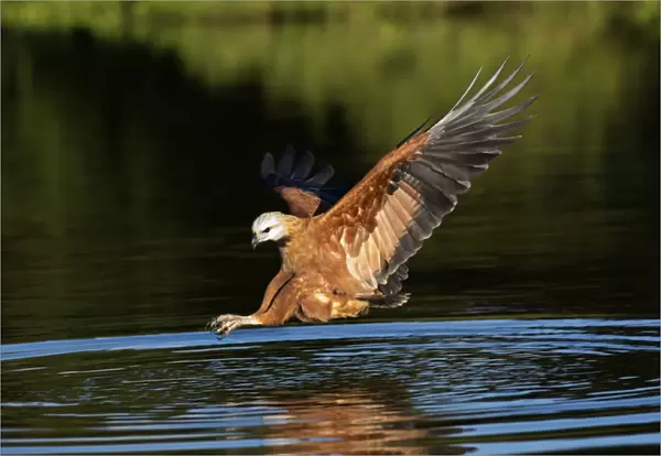 Black-collared hawk fishing