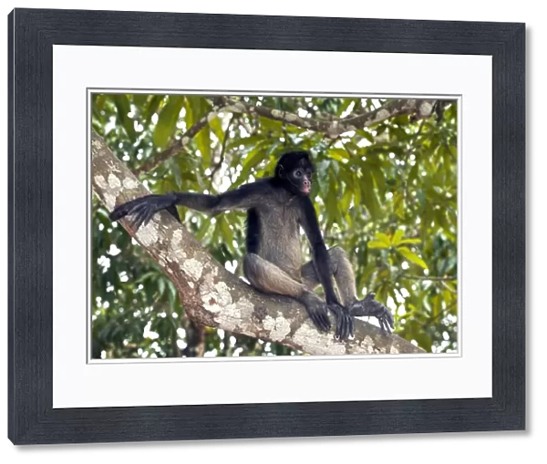 White-bellied spider monkey in a tree