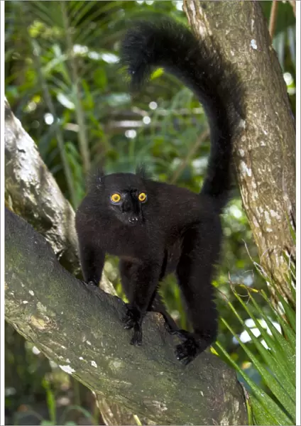 Black lemur