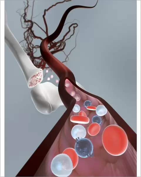 Haematopoietic stem cells, artwork