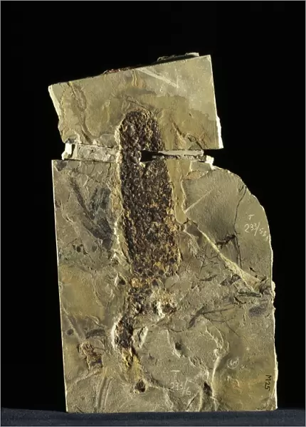 Male conifer cone fossil C018  /  9384