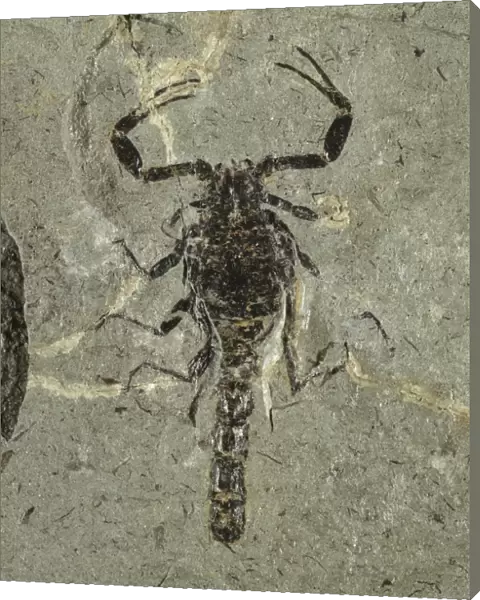 Gallio scorpion fossil C018  /  9406