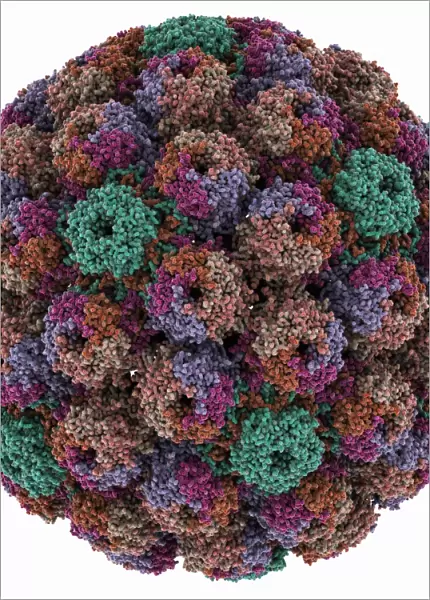 SV40 virus capsid, molecular model