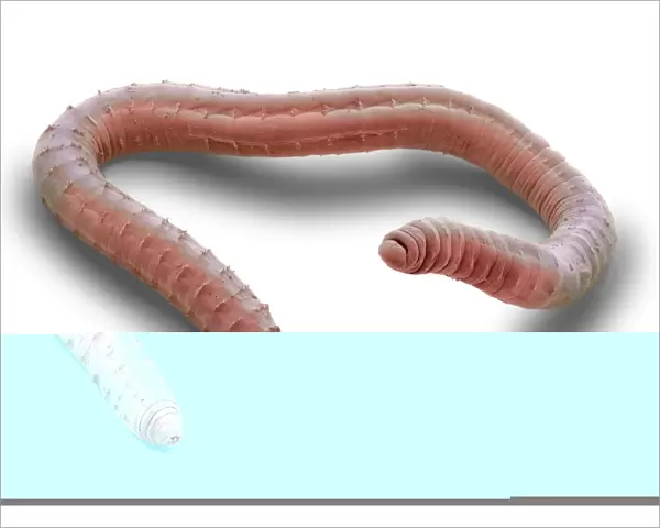Annelid worm, SEM C014  /  1429