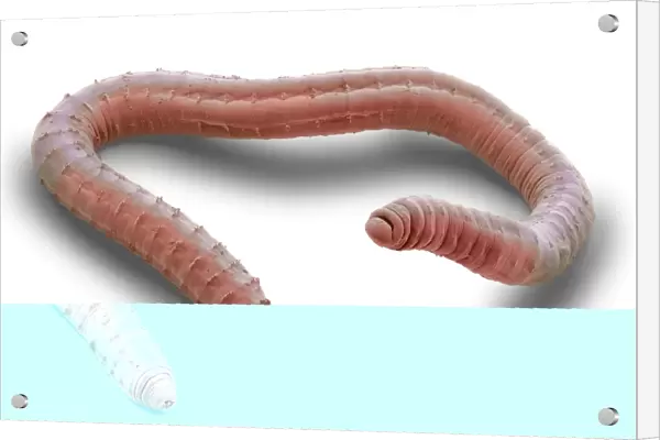 Annelid worm, SEM C014  /  1429