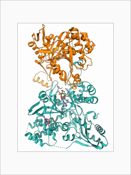 Isocitrate dehydrogenase kinase F006  /  9698