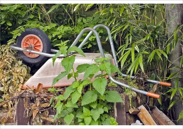 Wheelbarrow on compost heap C017  /  7461