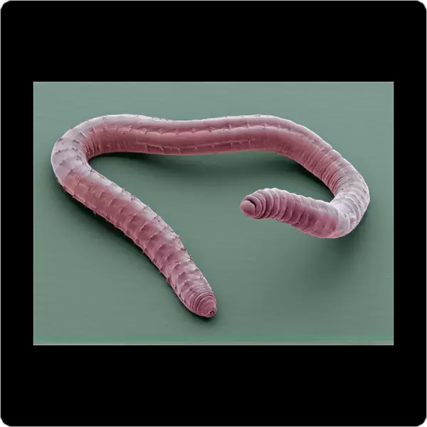 Annelid worm, SEM C014  /  1428
