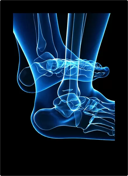 Human foot bones, artwork F007  /  1264
