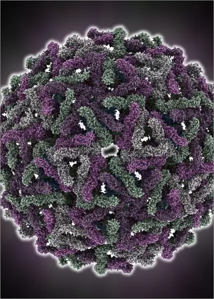 Dengue virus capsid, molecular model