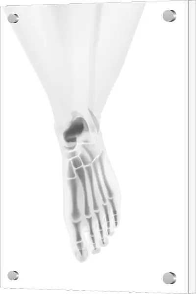 Foot bones, artwork F006  /  3000
