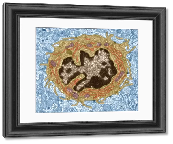 Intestinal gland cell, TEM C014  /  1441