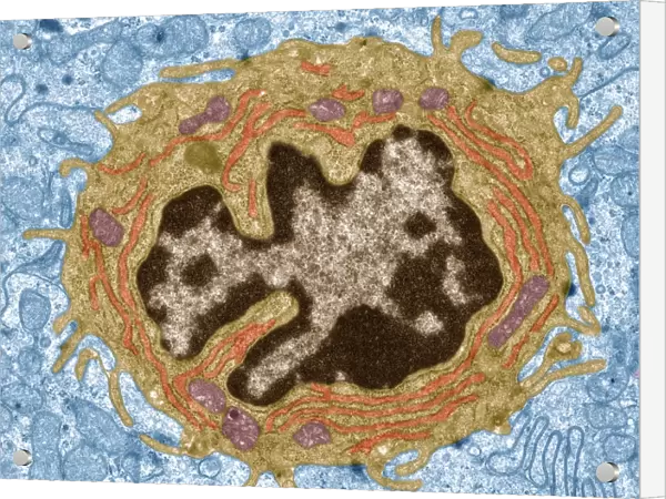 Intestinal gland cell, TEM C014  /  1441