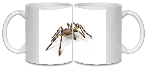Pet Tarantula Spider