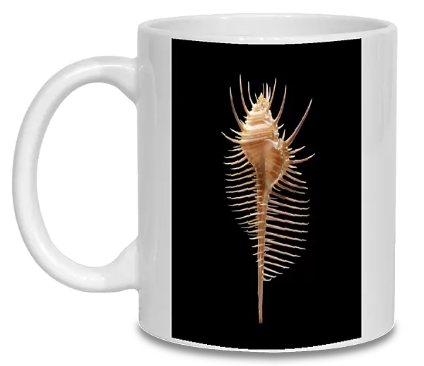 Venus comb murex sea snail shell C019  /  1343