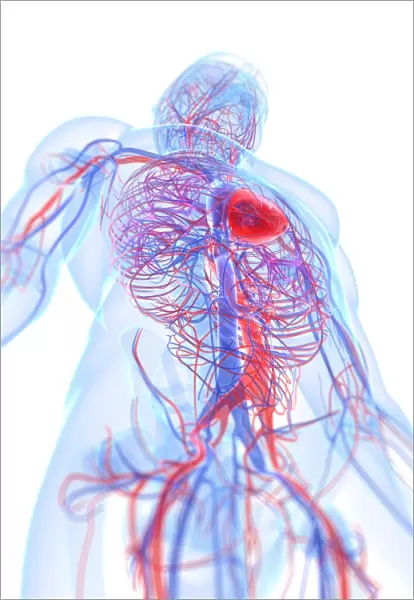 Male cardiovascular system, artwork