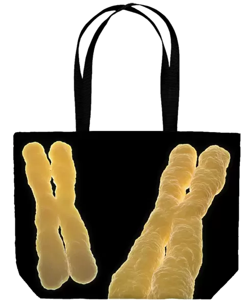 Chromosomes, artwork