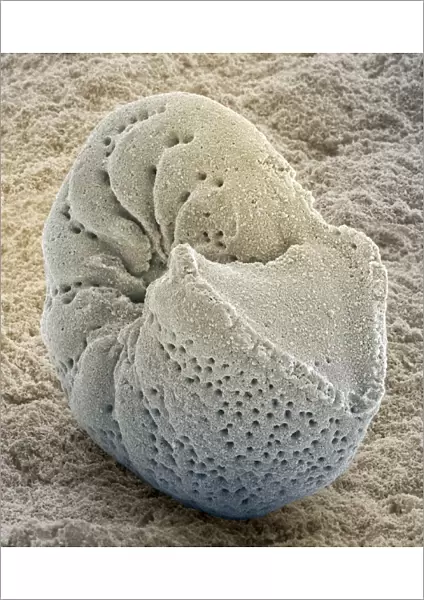 Foraminiferan fossil, SEM Z110  /  0239