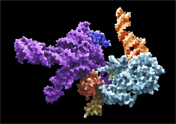 Human 80S ribosome F007  /  9902