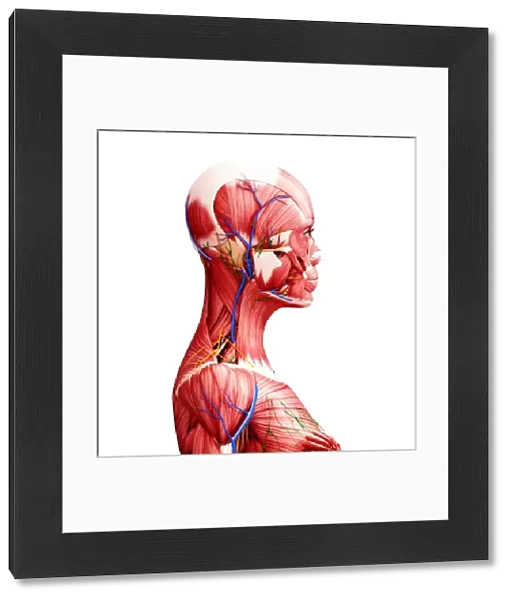 Female anatomy, artwork F008  /  0481