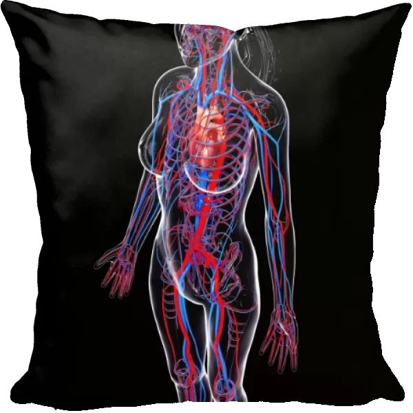 Female cardiovascular system, artwork F007  /  5299