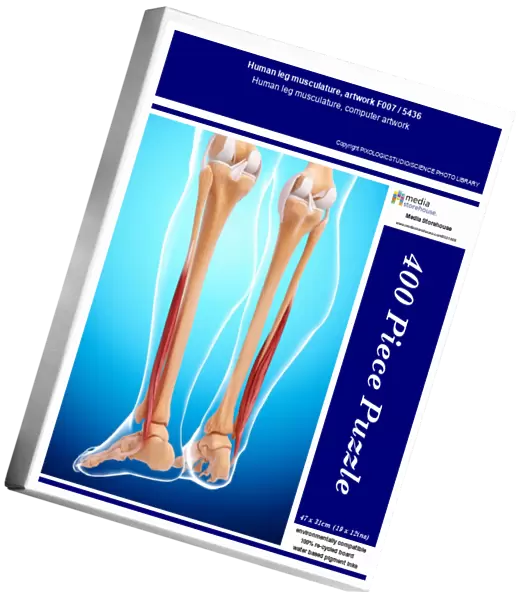 Human leg musculature, artwork F007  /  5436