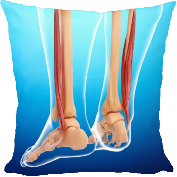 Human leg musculature, artwork F007  /  5436