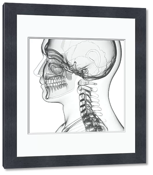 Human skeleton, artwork F007  /  5348