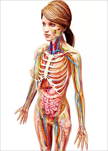 Female cardiovascular system, artwork