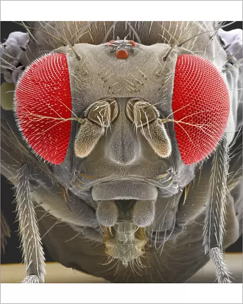 Fruit fly, SEM Z340  /  0700
