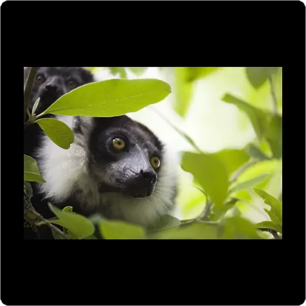 Female black and white ruffed lemur