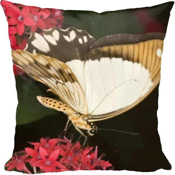 Mocker swallowtail butterfly