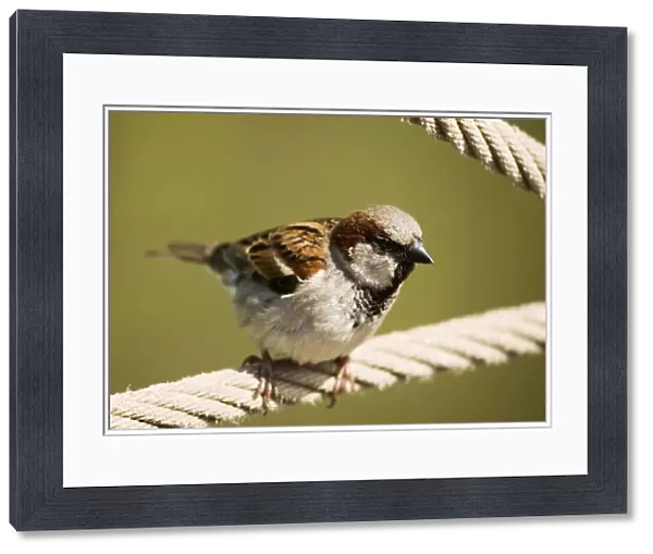Male house sparrow Z892  /  0599