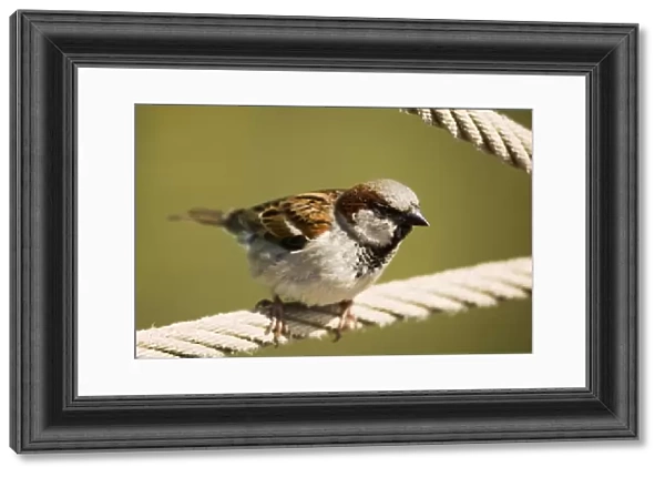Male house sparrow Z892  /  0599
