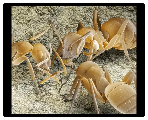 Ant communication, SEM