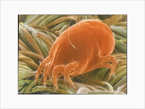 SEM of a dust mite