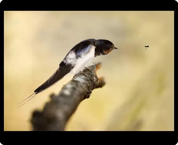 Male swallow