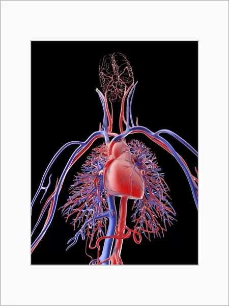 Cardiovascular system, artwork F006  /  4602