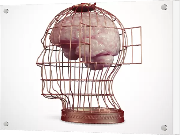 Caged brain, artwork F006  /  3830