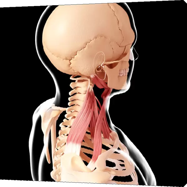 Human neck musculature, artwork F007  /  3738