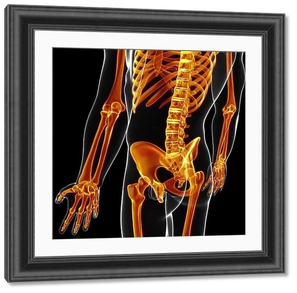 Human skeleton, artwork F007  /  3450