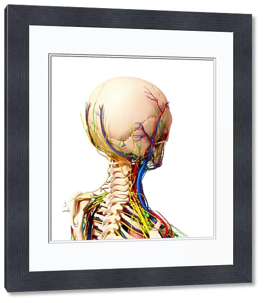 Human anatomy, artwork F007  /  3686