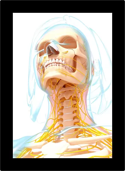 Female nervous system, artwork F007  /  3461
