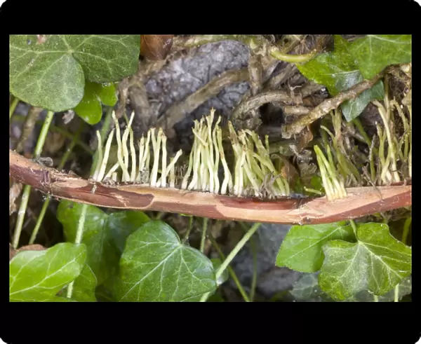 Aerial roots of Hydrangea petiolaris C017  /  7025