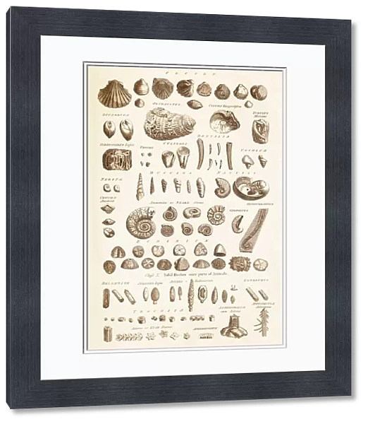Fossil Shells C017  /  3532