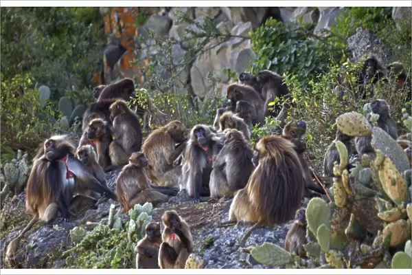 Troop of gelada baboons C017  /  7633